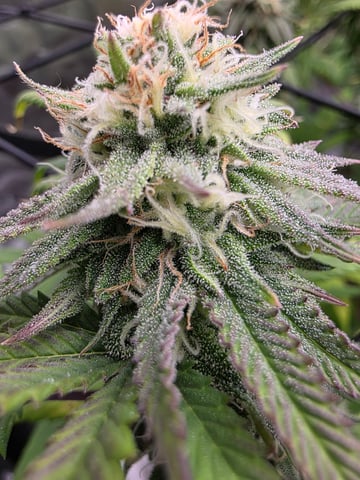 First Grow — flower, day 110