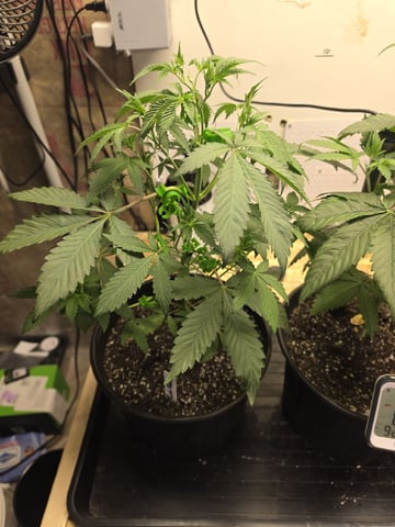 2nd Grow Sesh — vegetative, day 37