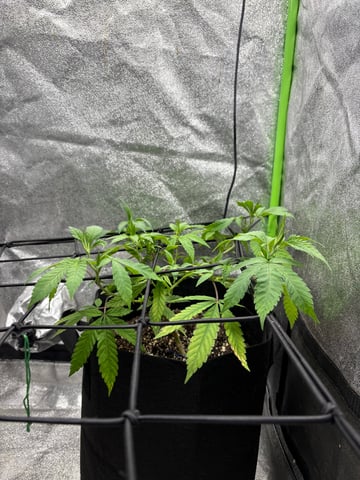 grow tent  — vegetative, day 1