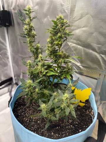 First Run — flower, day 93