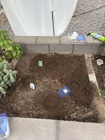 Beat The Heat  — seedling_rooting, day 3