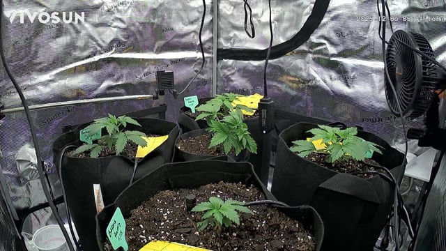 Auto Flower — vegetative, day 5