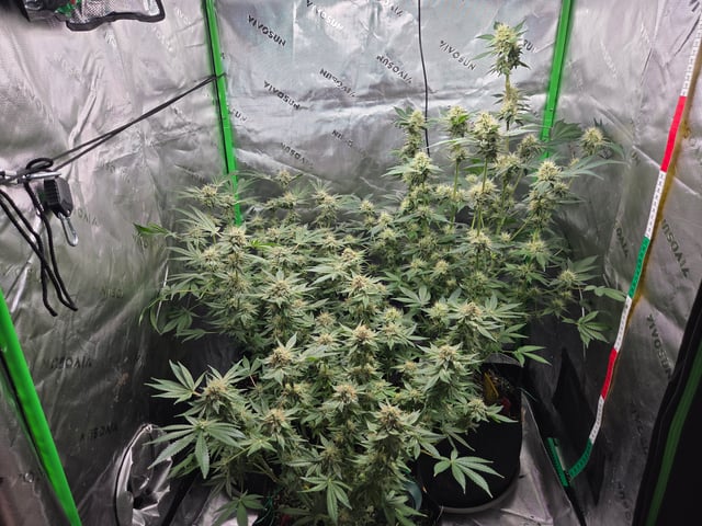 Special Queen 1 Fem+ Watermelon Auto — flower, day 97