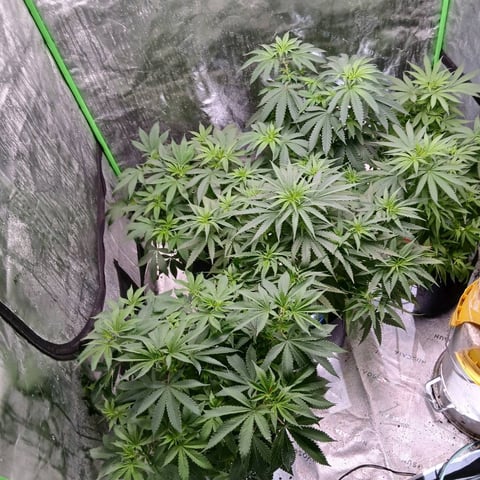 run #3 — vegetative, day 3