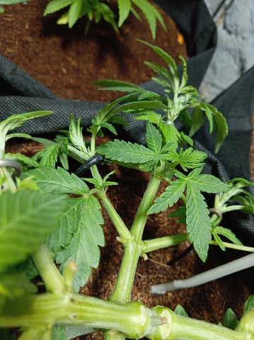 Strawberry Banana Auto  — vegetative, day 94