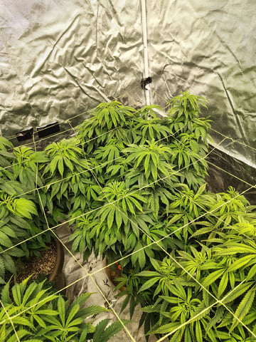 Operation Fire Fish Whistlin — vegetative, day 2