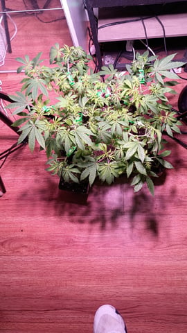 FKAFL — vegetative, day 74