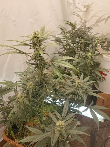 Auto Flower Run Fully Organic — flower, day 45