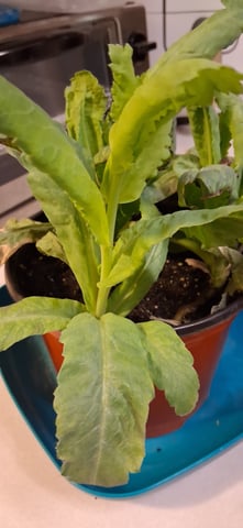 blueberry funk — flower, day 91