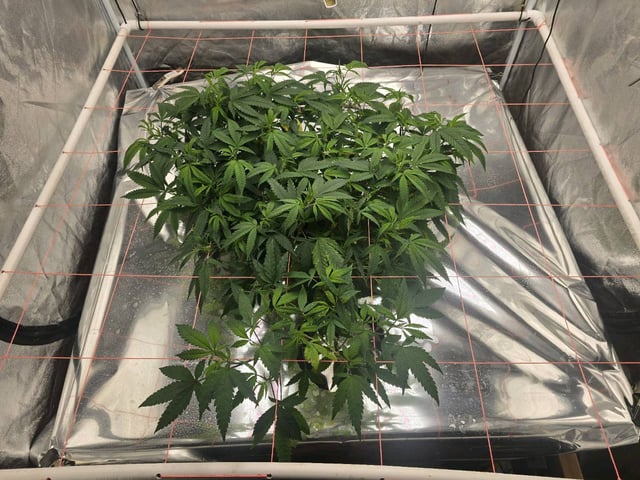 Platnium Jelly — vegetative, day 46