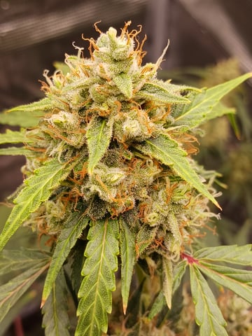 4th grow  — germination, day 105