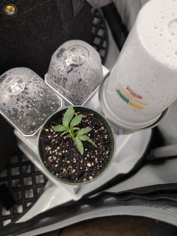 grow 2  — germination, day 5