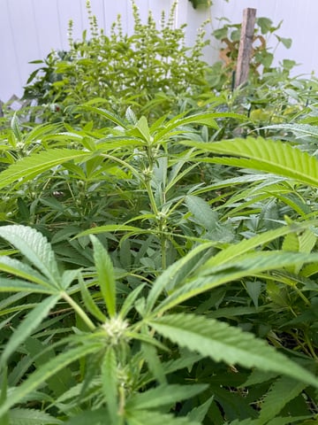 queen of soul X cap junky  — flower, day 138