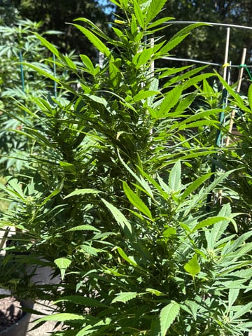 green crack (Cush) with a C