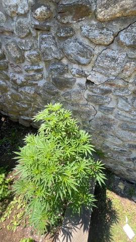 Unknown Cannabis Plants  — none, day 1