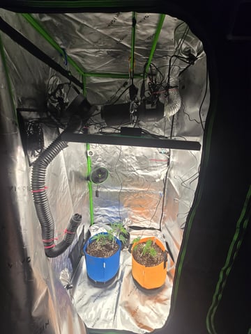 MOTHER ROOM — vegetative, day 5