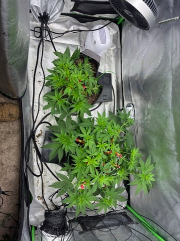 Jelly Donutz Auto And Pineapple OG Auto — seedling_rooting, day 39