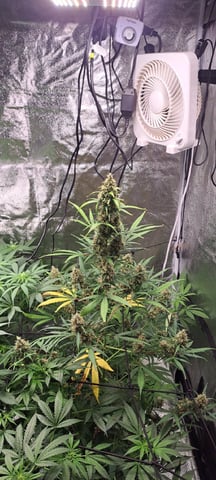 Hawaiian Haze  — flower, day 100