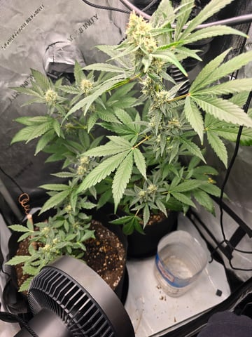 Durban Poison — flower, day 71
