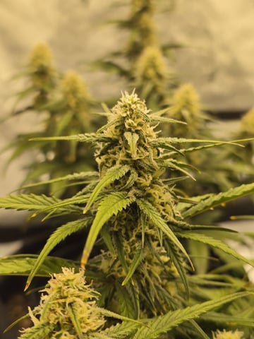 1st Grow 4x4 — flower, day 48