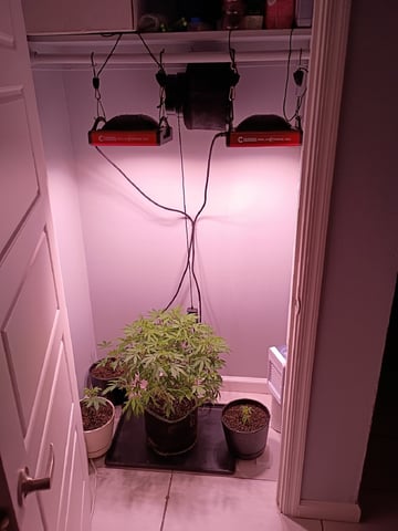 FKAFL — vegetative, day 101