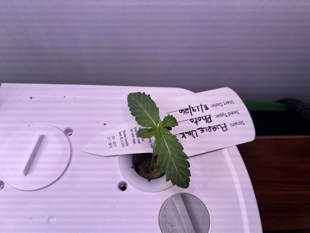 Inside Mother Plants — seedling_rooting, day 16