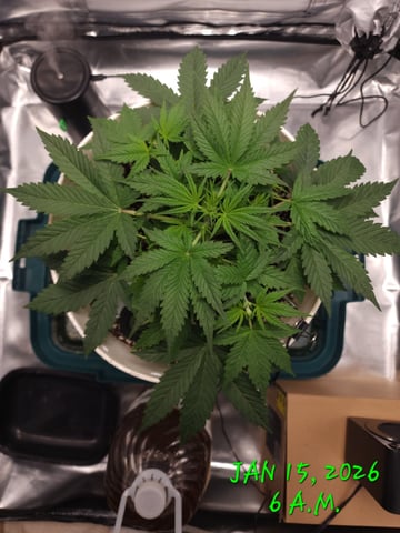 Dos Si Dos. Indica — vegetative, day 21