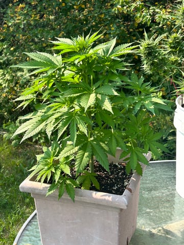 White Widow Twins — vegetative, day 46