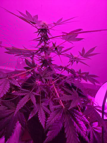 First Grow — flower, day 44