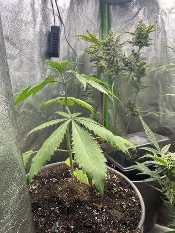 Thai xxl  — vegetative, day 1