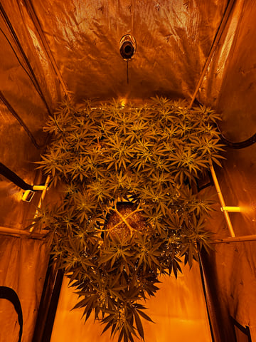 XJ-13 x Pennywise — flower, day 86