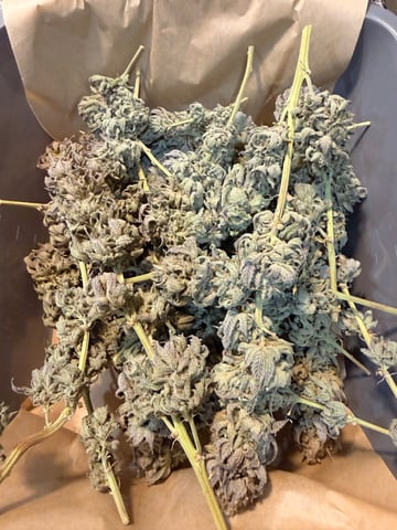 BloodMoon Gelato — done, day 118