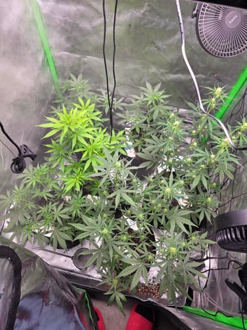Auto RuntzxWreck — flower, day 20
