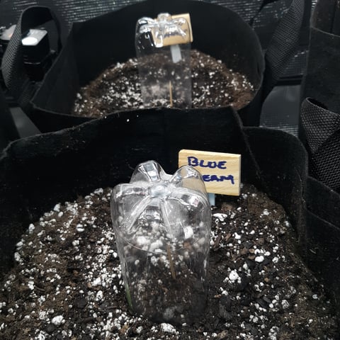 Next Attempt  — germination, day 1