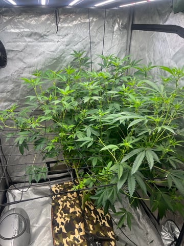 Hollywood — vegetative, day 10