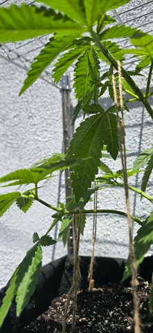 Mystery Weed Plant — vegetative, day 66