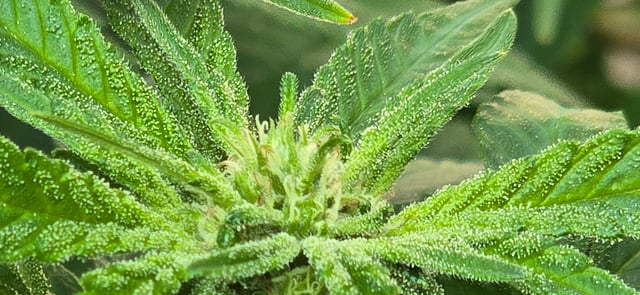 Mystery Weed Plant — flower, day 107