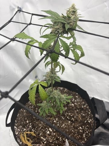 My First Grow — flower, day 57