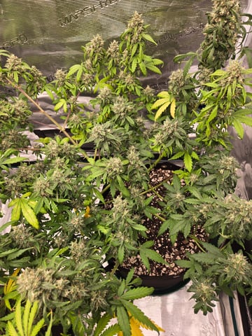 3rd Grow 3x3 tent — flower, day 79