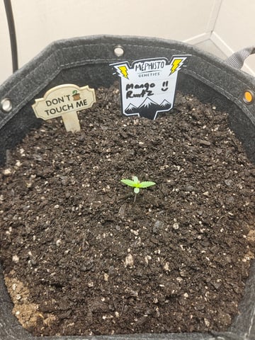 Mango Runtz — seedling_rooting, day 12