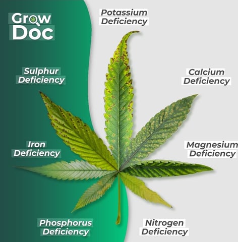 Dos Si Dos. Indica — vegetative, day 22