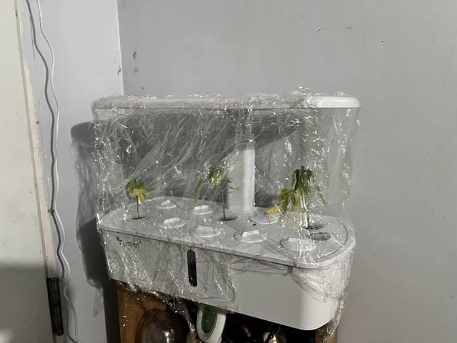 Banjo Clones — vegetative, day 16