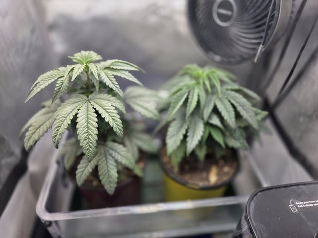 Granny Candy and PLCG — vegetative, day 38