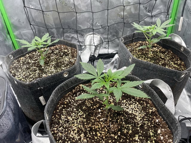 Royal Dwarf — vegetative, day 20