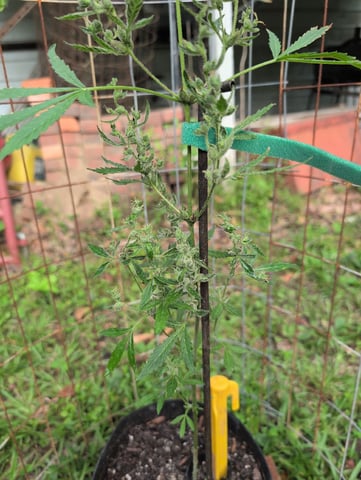 Country Boy — flower, day 54