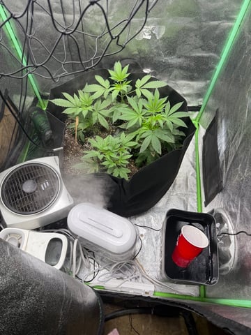 indoor trellis tie down  — vegetative, day 62