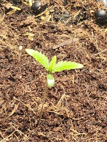 Misses Lovetts — seedling_rooting, day 1