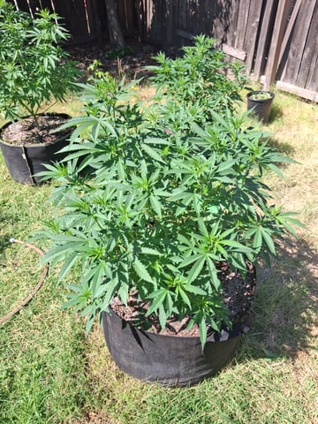 first auto flower grow...royal queen seeds purple matic — seedling_rooting, day 8