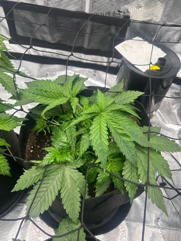 2025-26 harvest INDOOR — vegetative, day 73