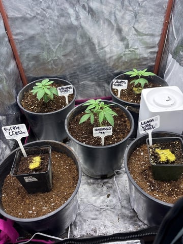 first grow in new 2x2 — vegetative, day 20